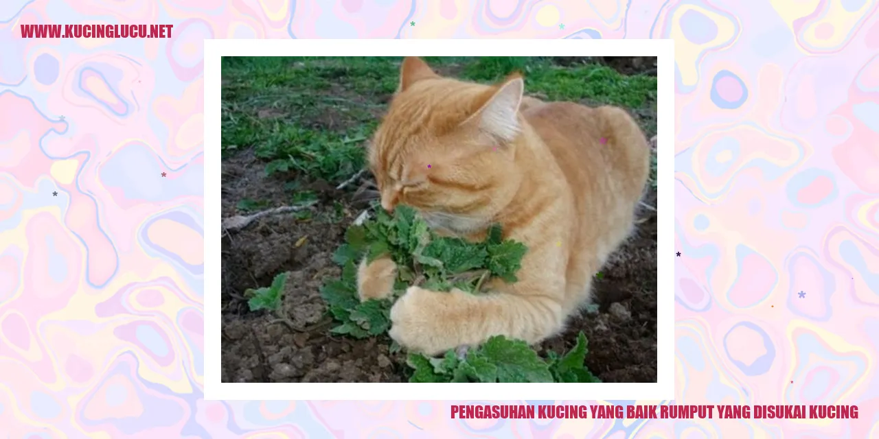 Kucing makan rumput