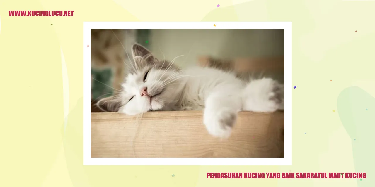 Kucing Lucu