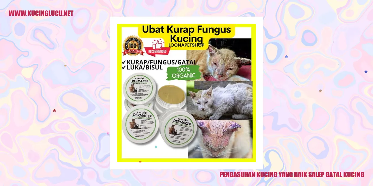 Gambar kucing sehat