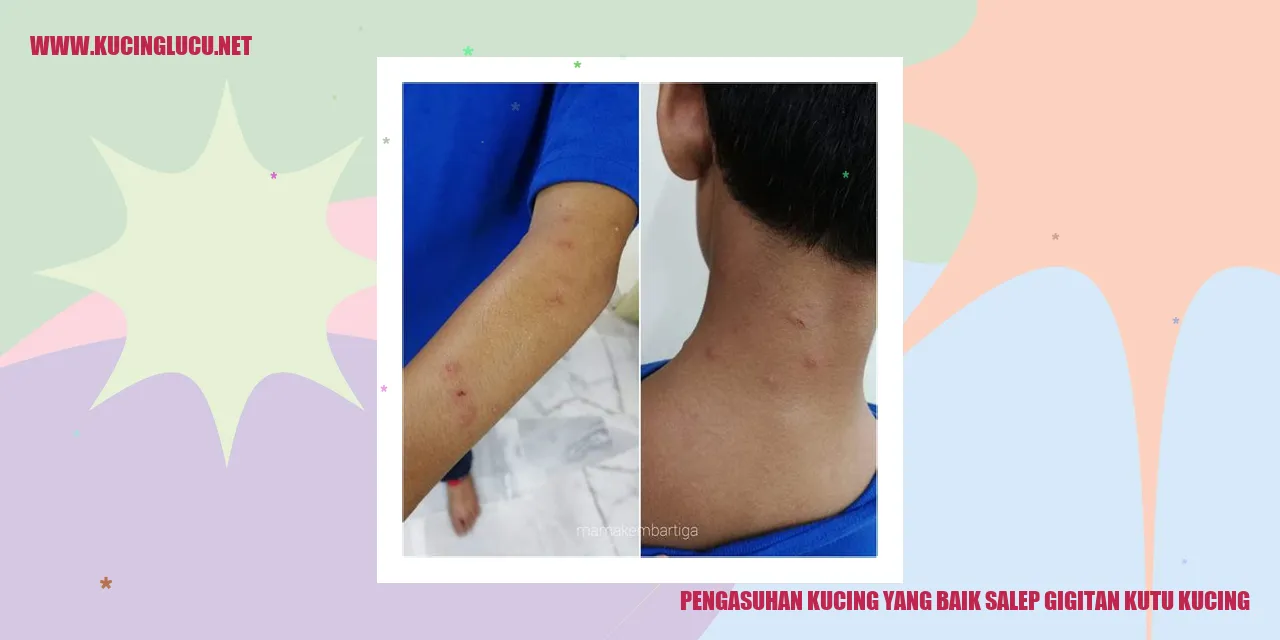 Gambar kucing yang sehat