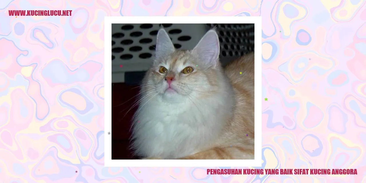 Kucing Anggora