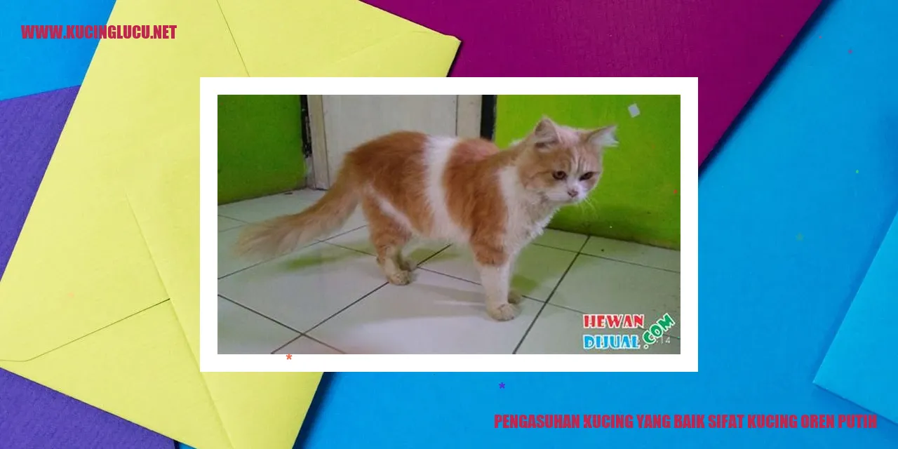 Gambar Kucing Oren Putih