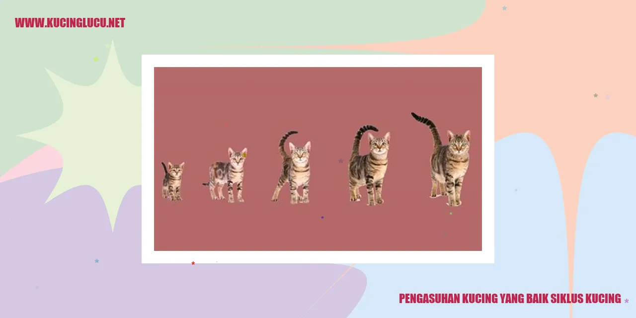 Gambar Kucing