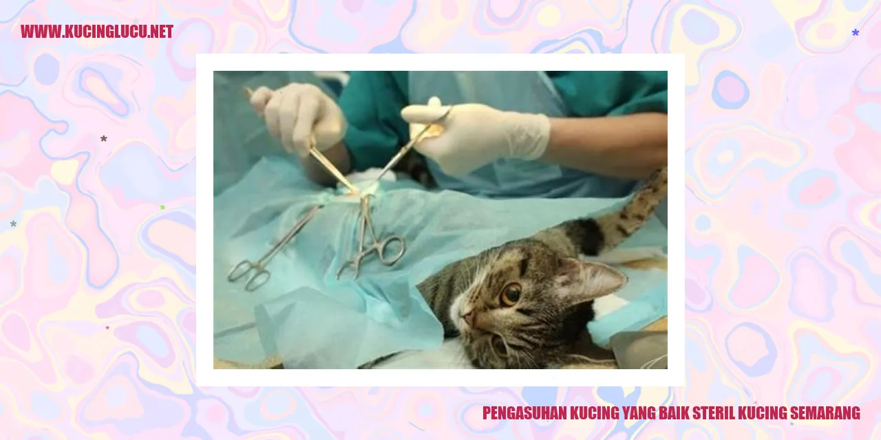 Pengasuhan Kucing yang Baik Steril Kucing Semarang
