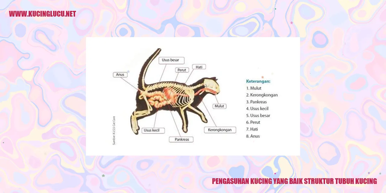Gambar Kucing