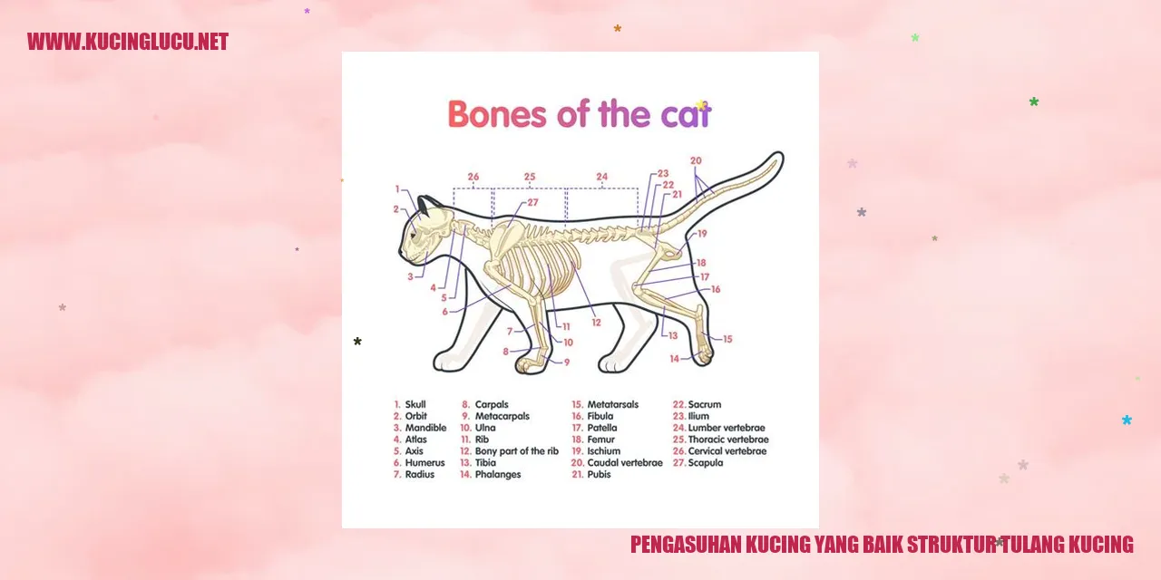 Kucing dengan struktur tulang yang sehat