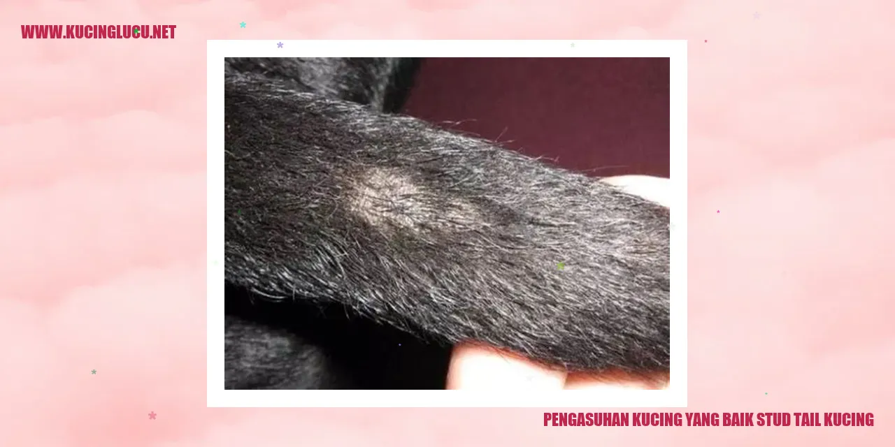 Kucing