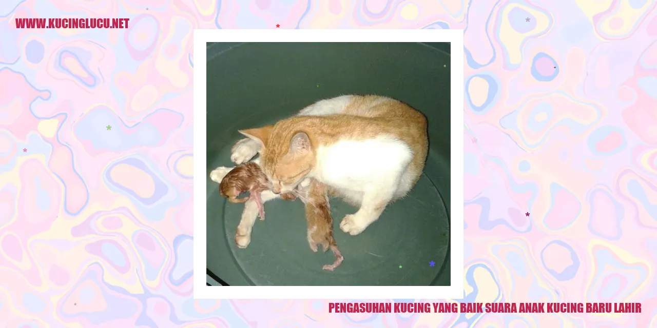 Kucing baru lahir
