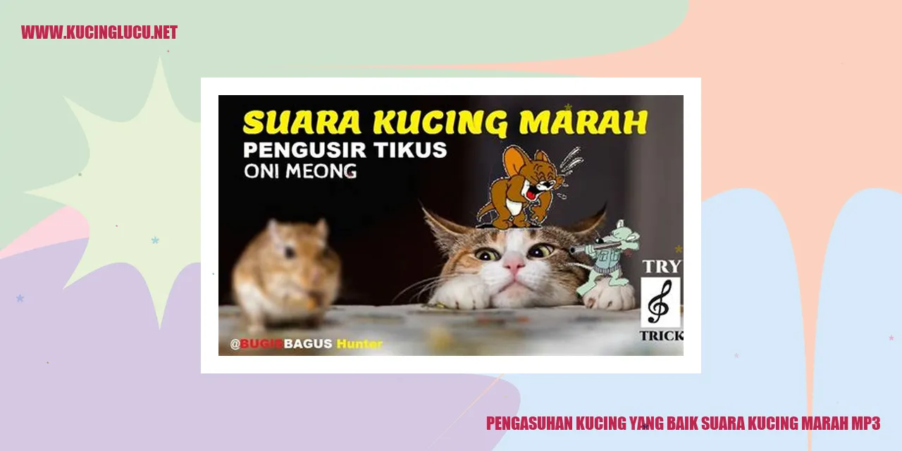 Kucing Marah