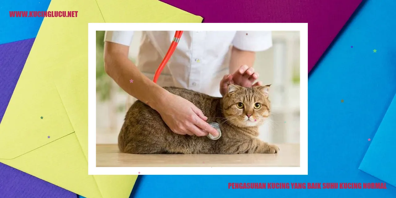 Gambar kucing sehat
