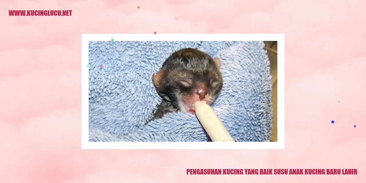 Pengasuhan Kucing yang Baik