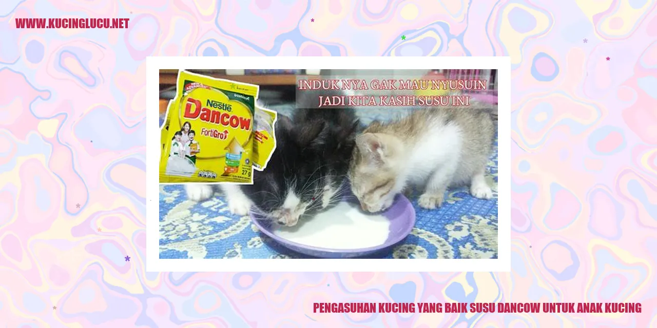 Pentingnya Perawatan yang Baik dengan Memberikan Susu Dancow kepada Anak Kucing