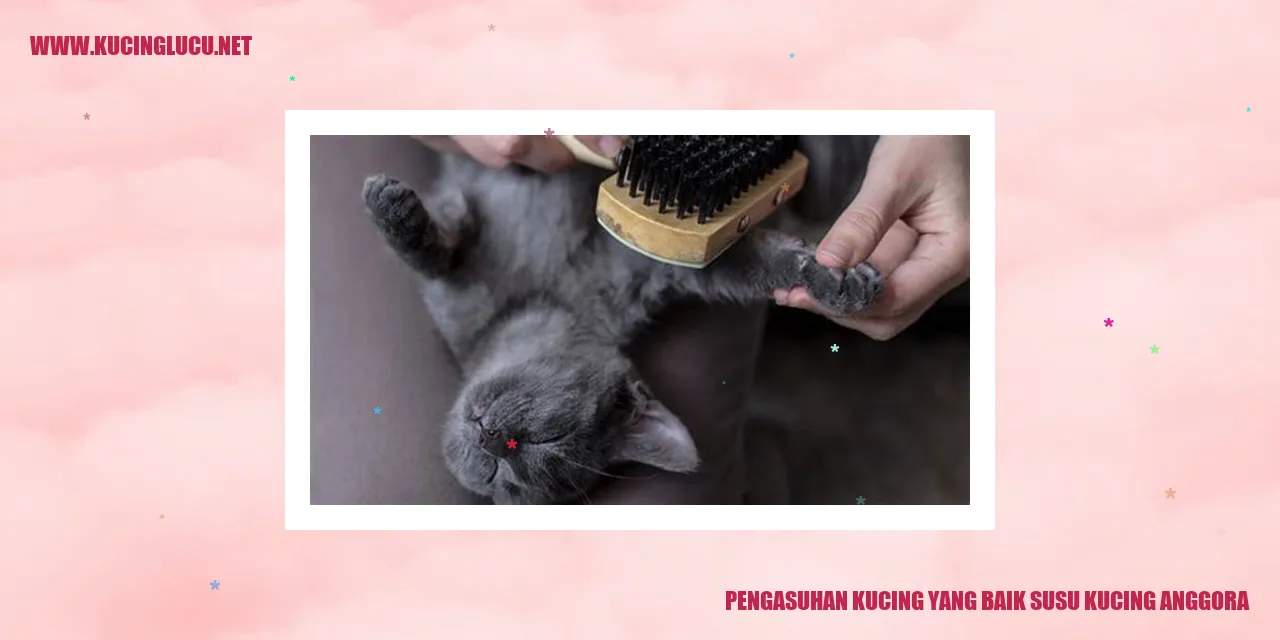 Kucing Anggora