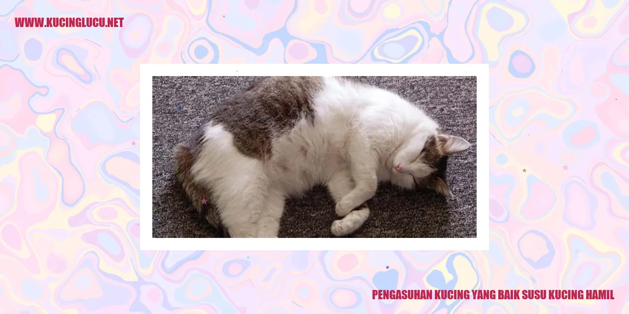 Kucing hamil dan susu kucing