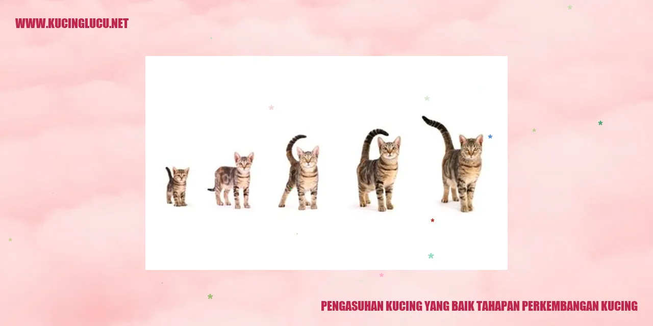 Gambar kucing lucu