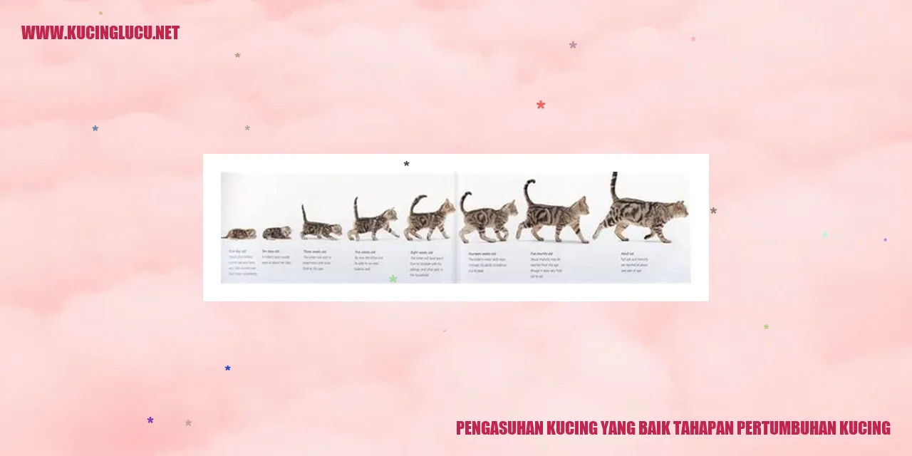 Kucing lucu