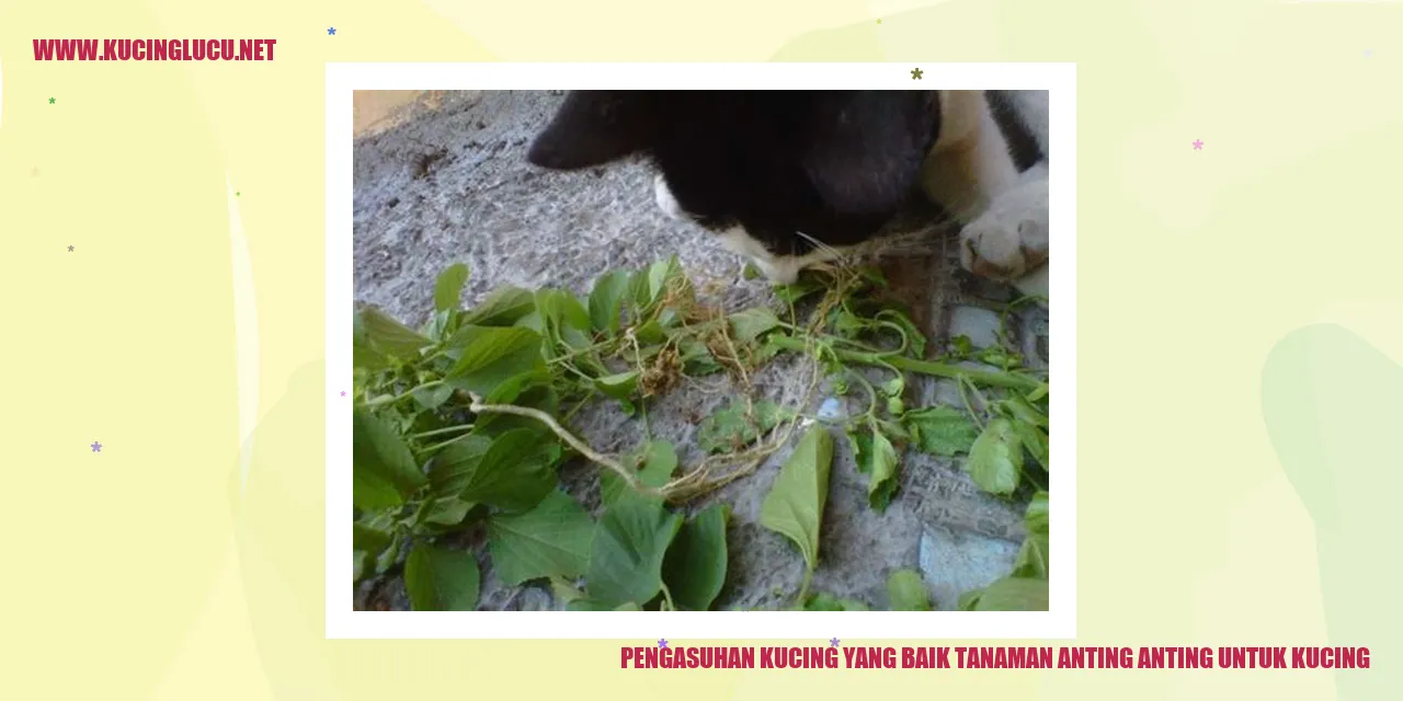 Kucing dan Tanaman Anting Anting