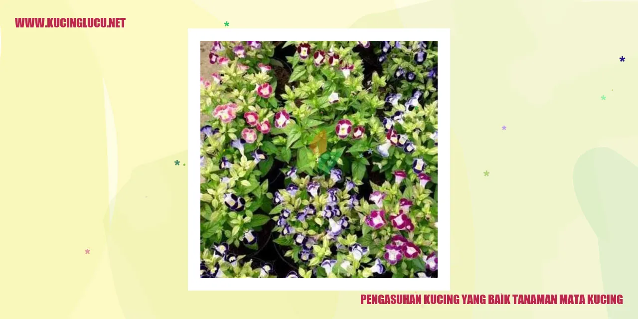Tanaman Pemikat Kucing