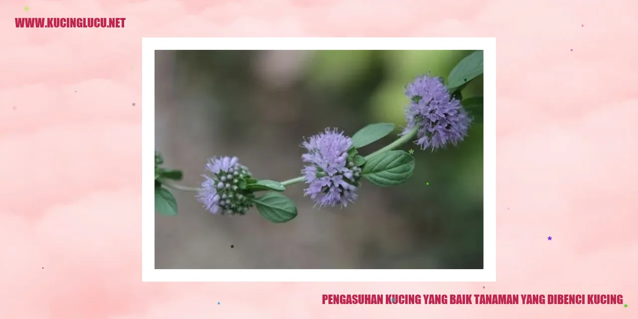 kucing