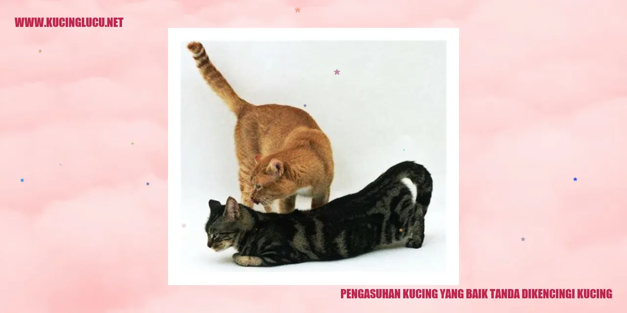Pengasuhan Kucing yang Baik
