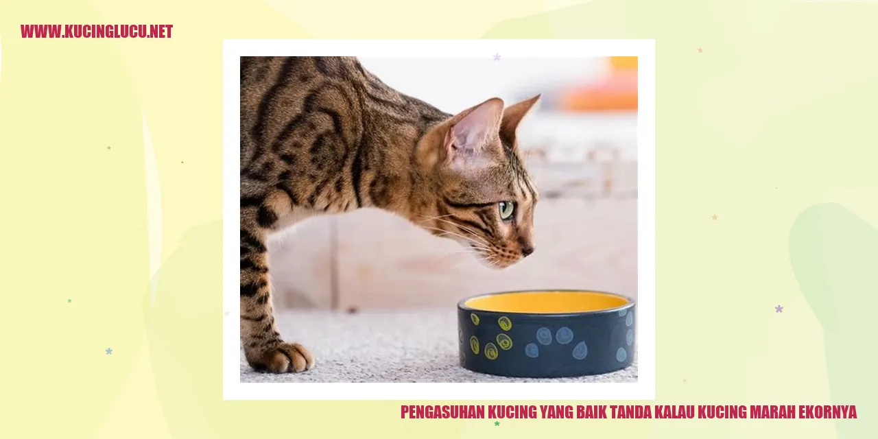 Gambar kucing marah