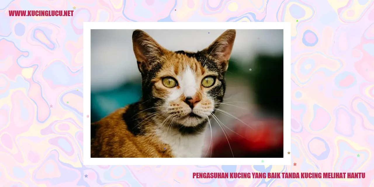 kucing melihat hantu