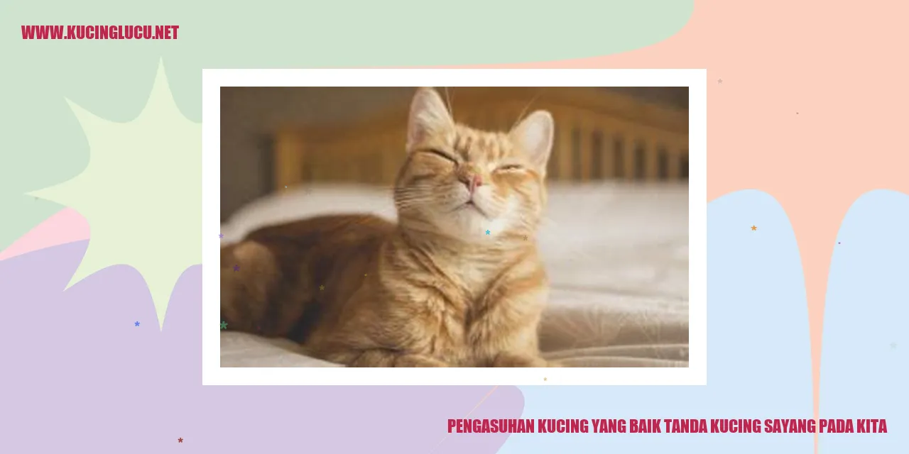 Tanda-tanda kucing sayang