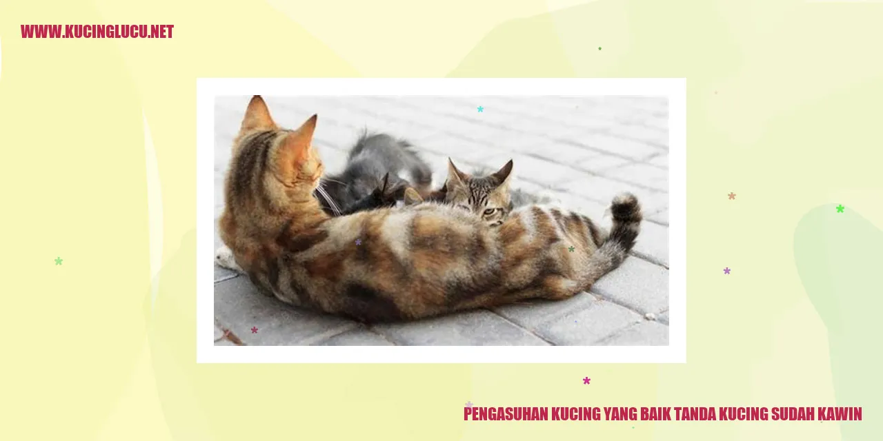 Gambar Kucing