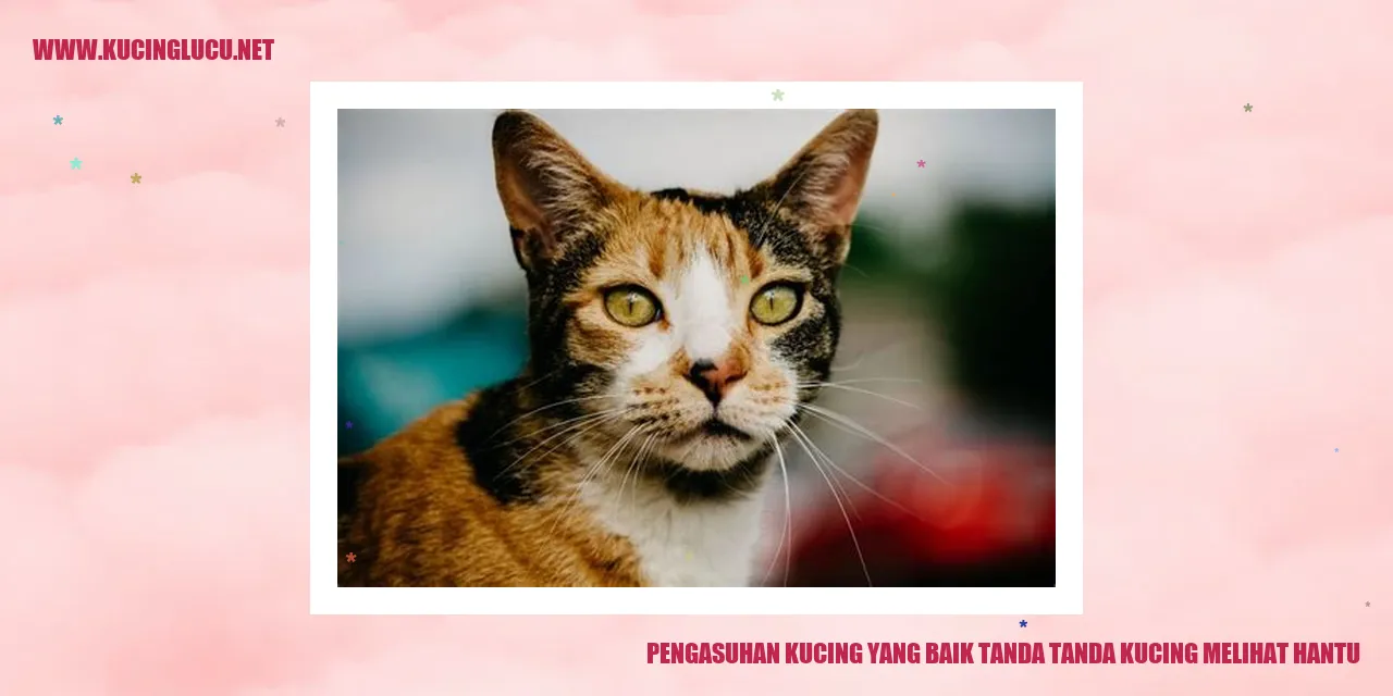 Gambar Kucing