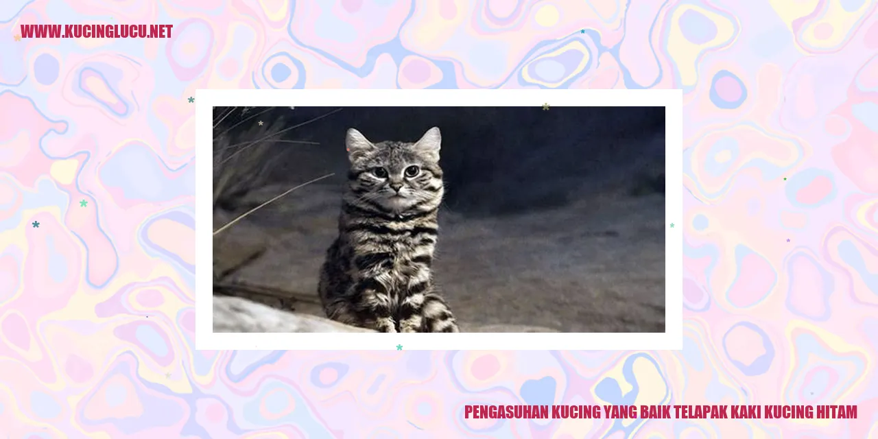Gambar Kucing Hitam