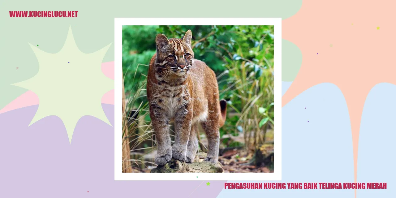 Kucing Merah
