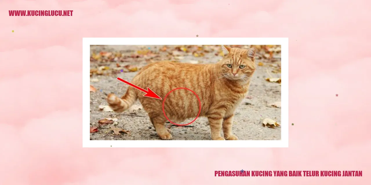 Gambar Kucing yang Baik