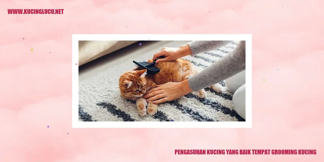 Kucing sedang diajak grooming
