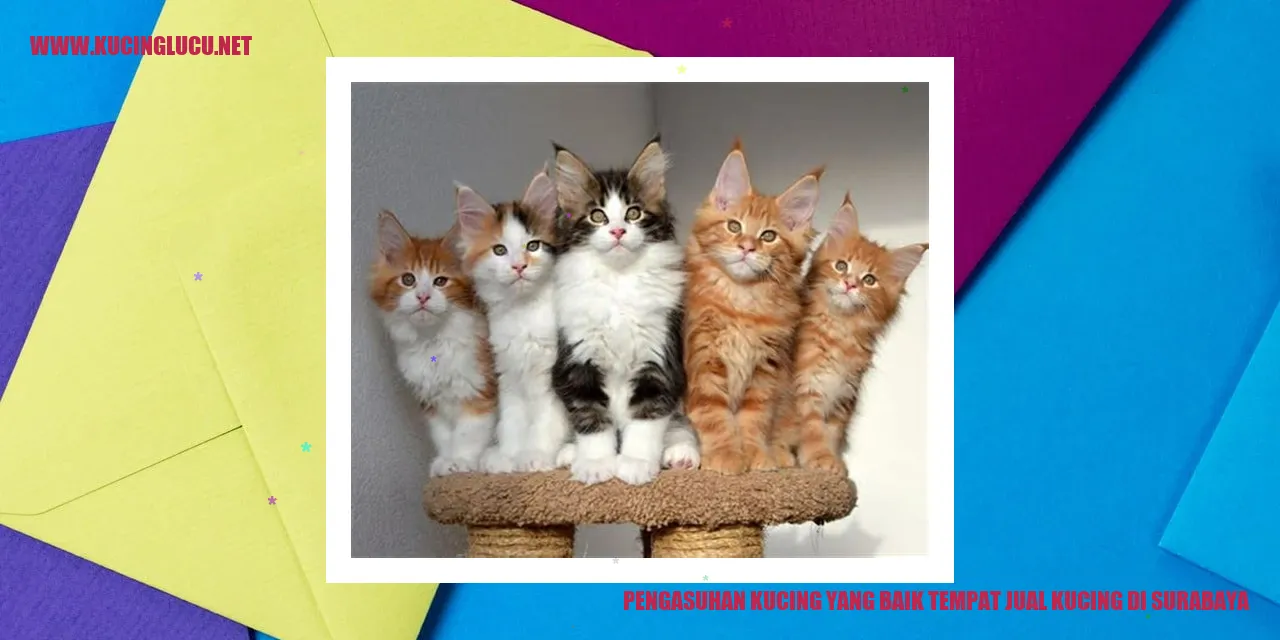 Kucing Lucu