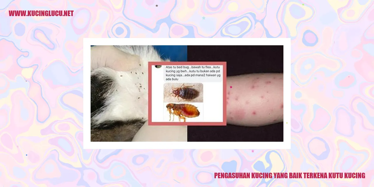 Kucing terkena kutu