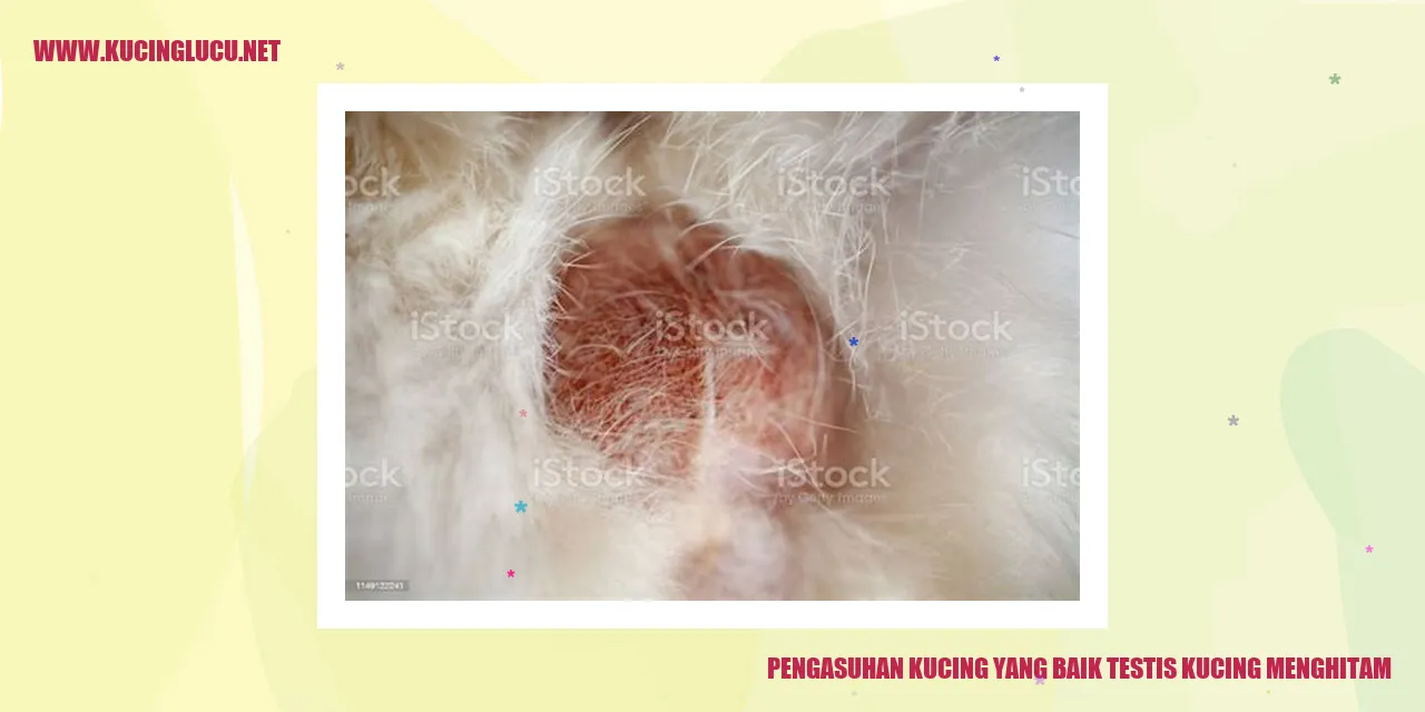 Kucing yang Sehat dan Bahagia