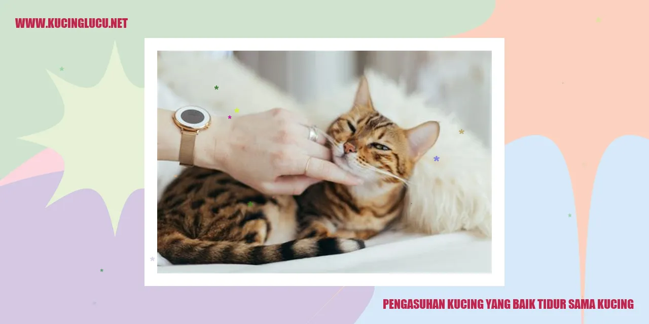 Gambar kucing tidur