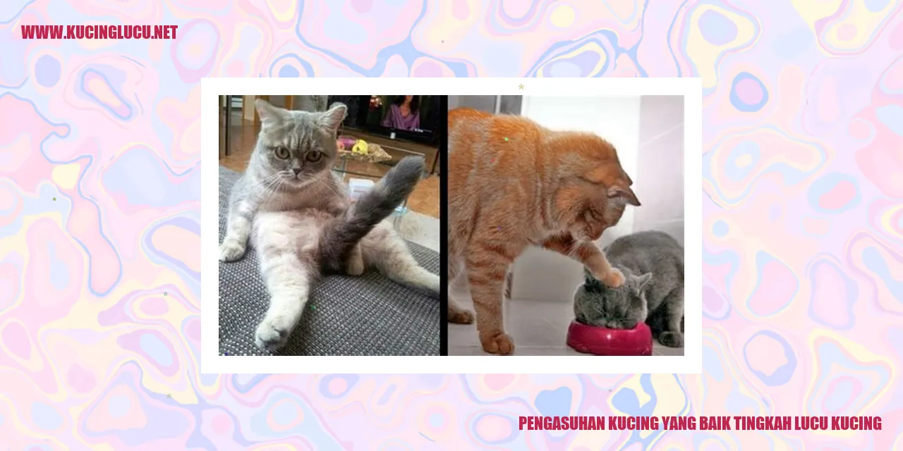 Kucing lucu