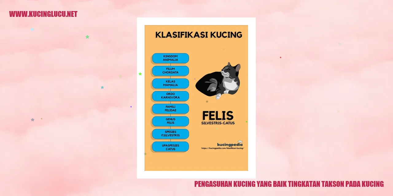 Gambar kucing lucu