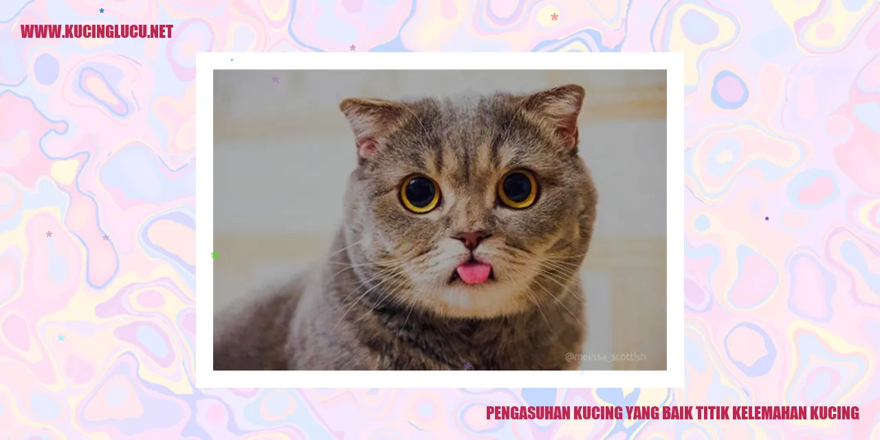 Pengasuhan Kucing yang Baik