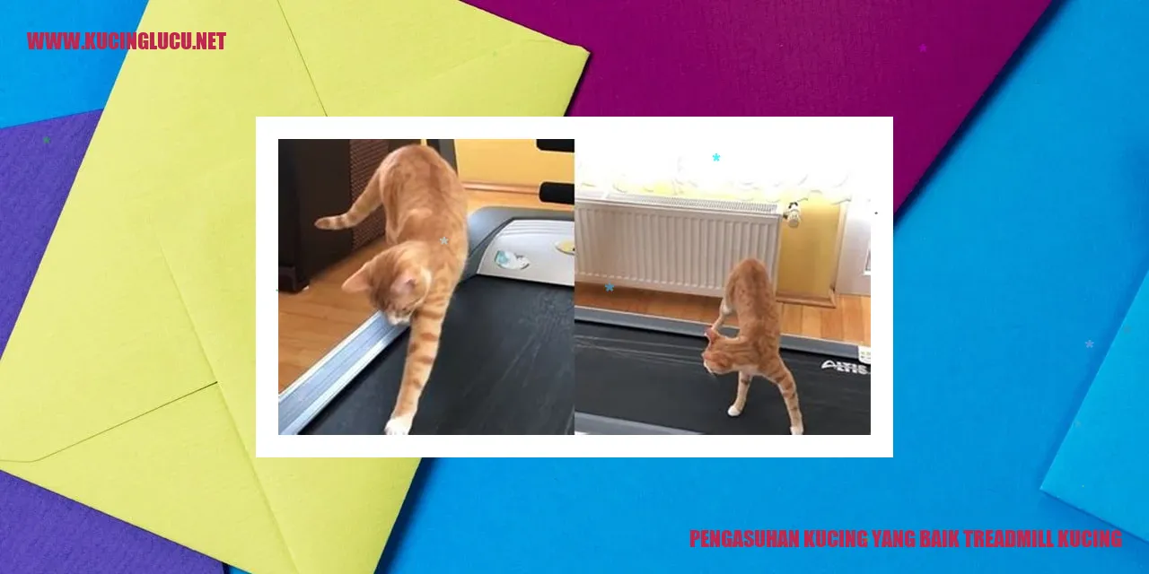 Kucing lucu menggunakan treadmill