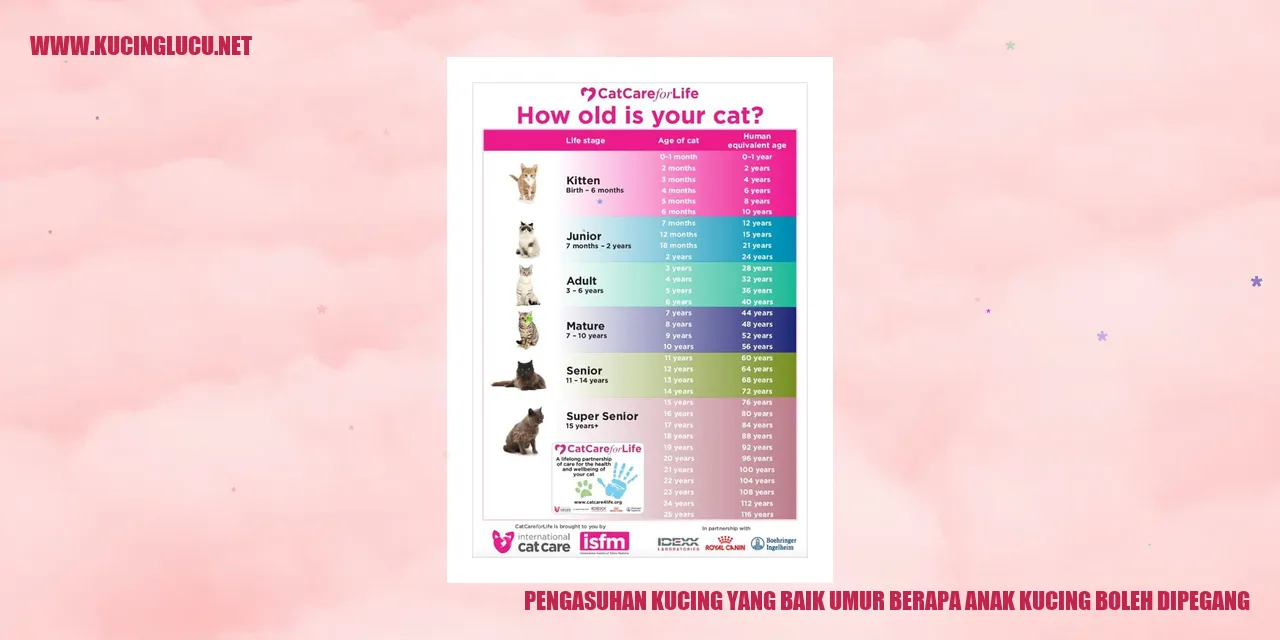 Gambar kucing menggemaskan