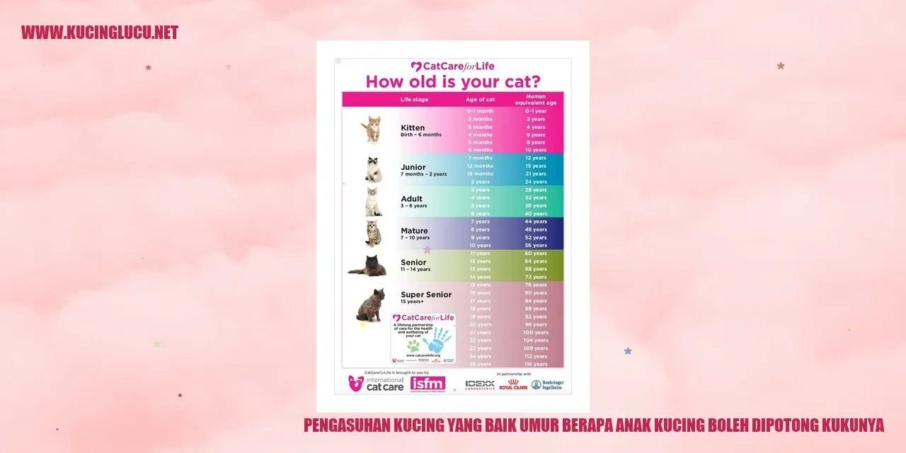 Pemeliharaan Kucing yang Baik