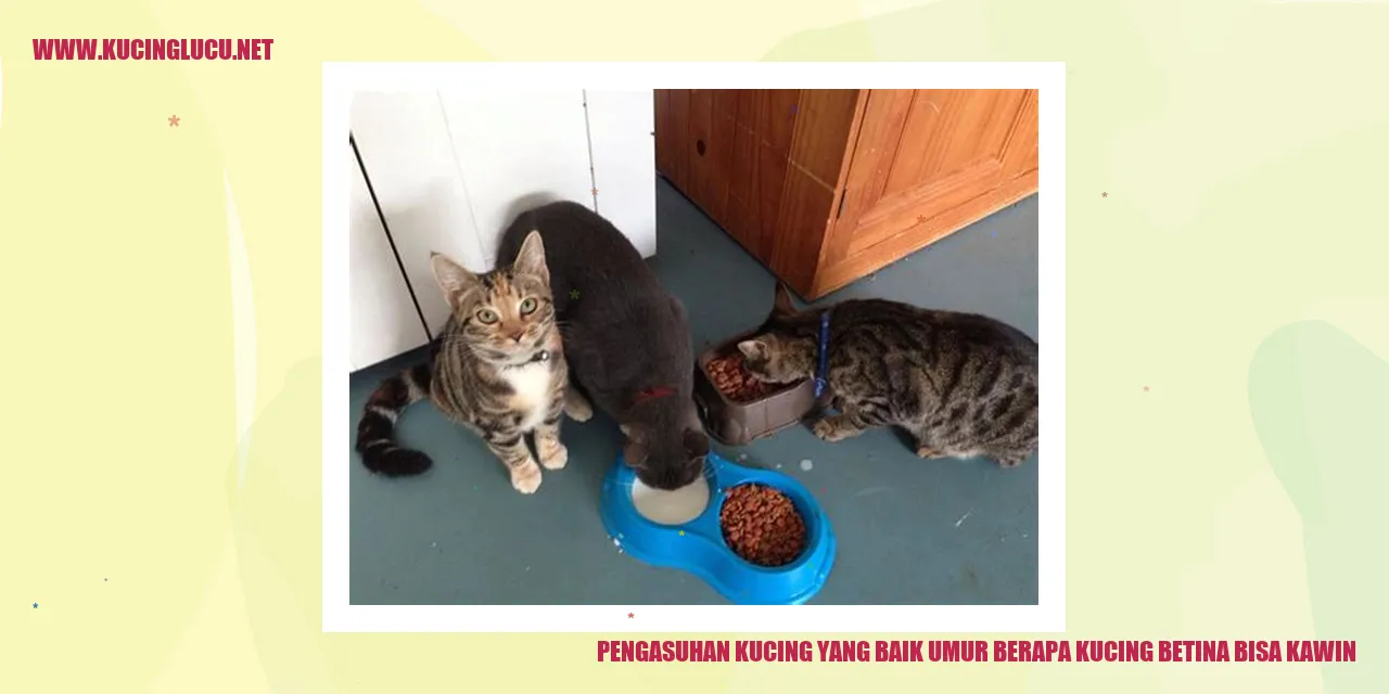 Kucing Betina Bisa Kawin