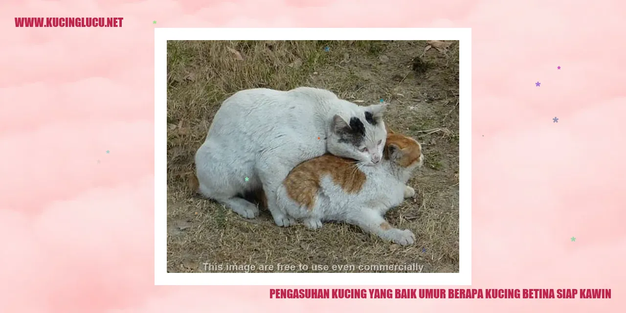 Pengasuhan Kucing yang Baik