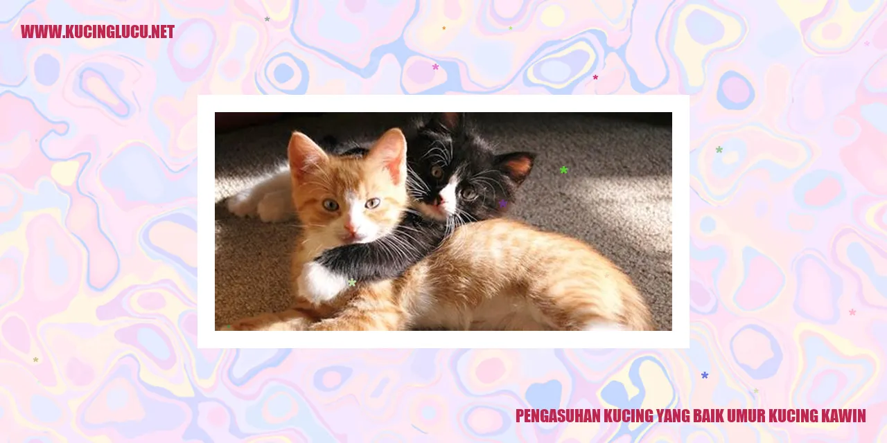 Kucing dalam gendongan