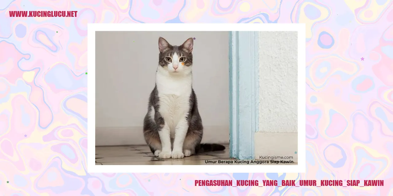 Gambar kucing yang siap kawin
