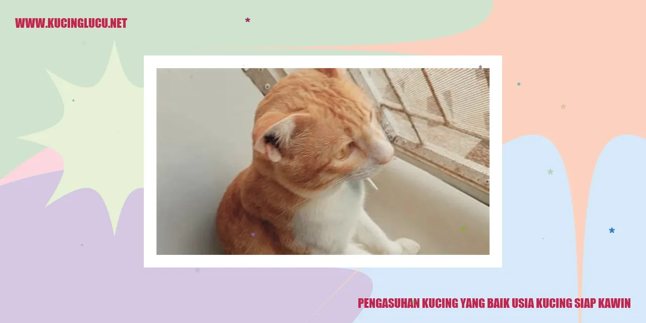 Kucing Siap Kawin