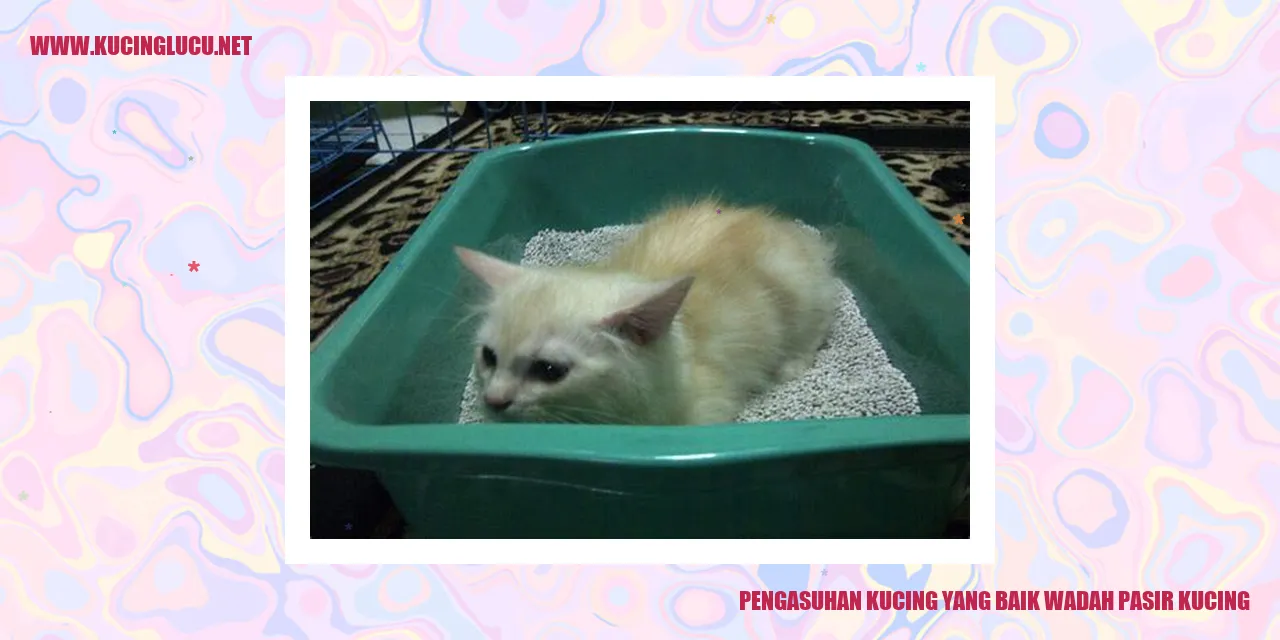 Kucing di wadah pasir kucing