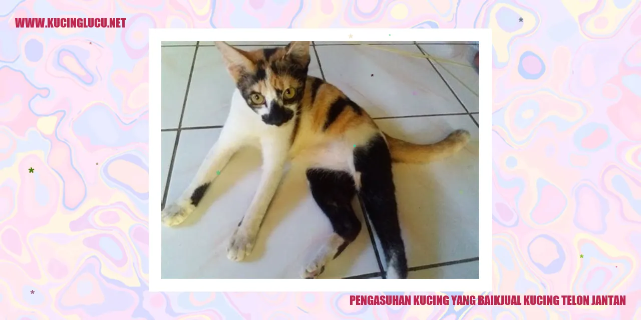 Gambaran Mengenai Pengasuhan Kucing yang Baik